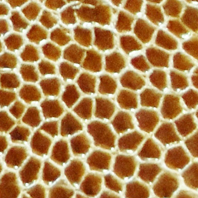 03 - Brown